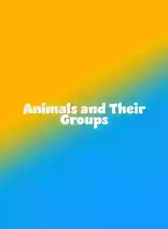Animals and Their Groups Song